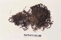 藏品(小金髮苔屬)的圖片